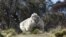 An undated handout photo obtained on September 2, 2015 from the RSPCA shows a giant woolly sheep on the outskirts of Canberra as Australian animal welfare officers put out an urgent appeal for shearers after finding the sheep. 