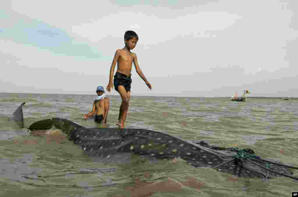 An Indonesian youth walks on the back of a beached whale shark as fishermen prepare to pull it back to the sea at Kenjeran beach in Surabaya, East Java, Indonesia.