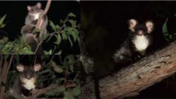 Greater Gliders — New Species