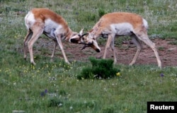 와이오밍주 옐로스톤 국립공원에서 어린 가지뿔영양 두 마리가 몸싸움을 벌이고 있다.