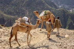 Warga Yaman berjalan bersama unta mereka, membawa bingkisan makanan melalui pegunungan di antara kota selatan Aden dan Taez, 26 Desember 2015. (AFP)