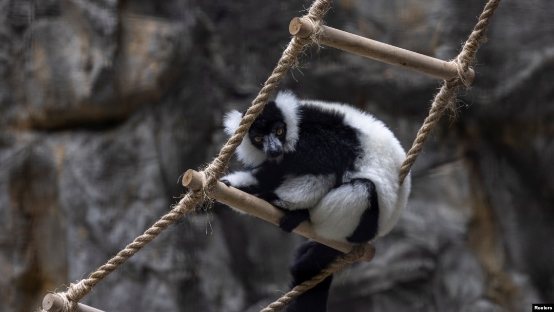 FILE - A black-and-white ruffed lemur is seen at Hong Kong Zoological and Botanical Gardens on October 21, 2024. Eleven monkeys at the zoo died of sepsis following melioidosis infection in a week, officials said.