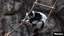 FILE - A black-and-white ruffed lemur is seen at Hong Kong Zoological and Botanical Gardens on October 21, 2024. Eleven monkeys at the zoo died of sepsis following melioidosis infection in a week, officials said.