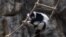 FILE - A black-and-white ruffed lemur is seen at Hong Kong Zoological and Botanical Gardens on October 21, 2024. Eleven monkeys at the zoo died of sepsis following melioidosis infection in a week, officials said.