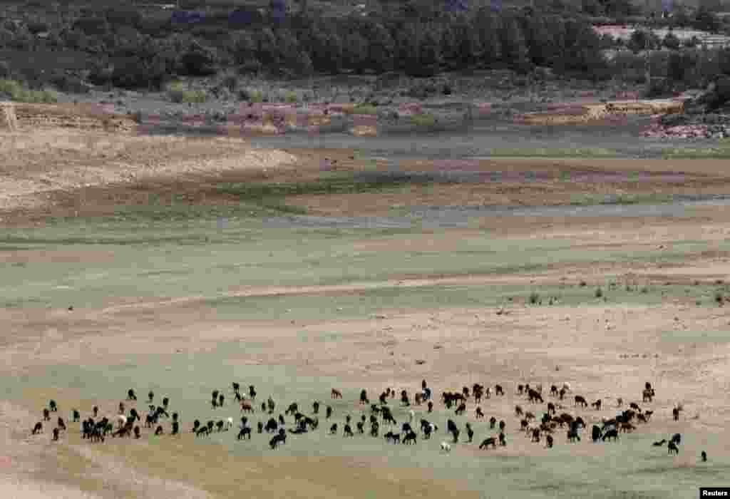 A herd of goats graze at the almost dried out Maria Cristina reservoir near Castellon. Spain&#39;s southeast is suffering the worst drought after the driest winter in 150 years.