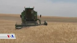 Hikûmeta Herêma Kurdistanê Piştevaniya Berhemê Jotiryan Nake