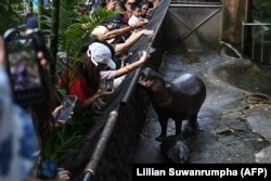 Pengunjung menyaksikan Moo Deng, seekor kuda nil mini betina berusia dua bulan yang baru-baru ini viral di internet, bersama ibunya Jona, 25 tahun, di Kebun Binatang Khao Kheow, Provinsi Chonburi, 15 September 2024. (Foto: Lillian Suwanrumpha/AFP)