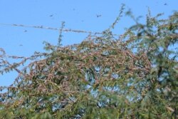 FILE - Locusts sit in trees near Miyal village in Banaskantha district some 250km from Ahmedabad, Dec. 27, 2019. A massive locust invasion has destroyed thousands of hectares of crops in northwest India, authorities said.