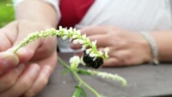 CIENCIA/SALUD: Secuenciación genoma del abejorro
