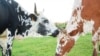South African Rancher Prospers with New Way of Farming