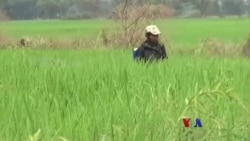 ရေခန်းခြောက်မှုနဲ့ စပါးပျက်စီးမှုများ