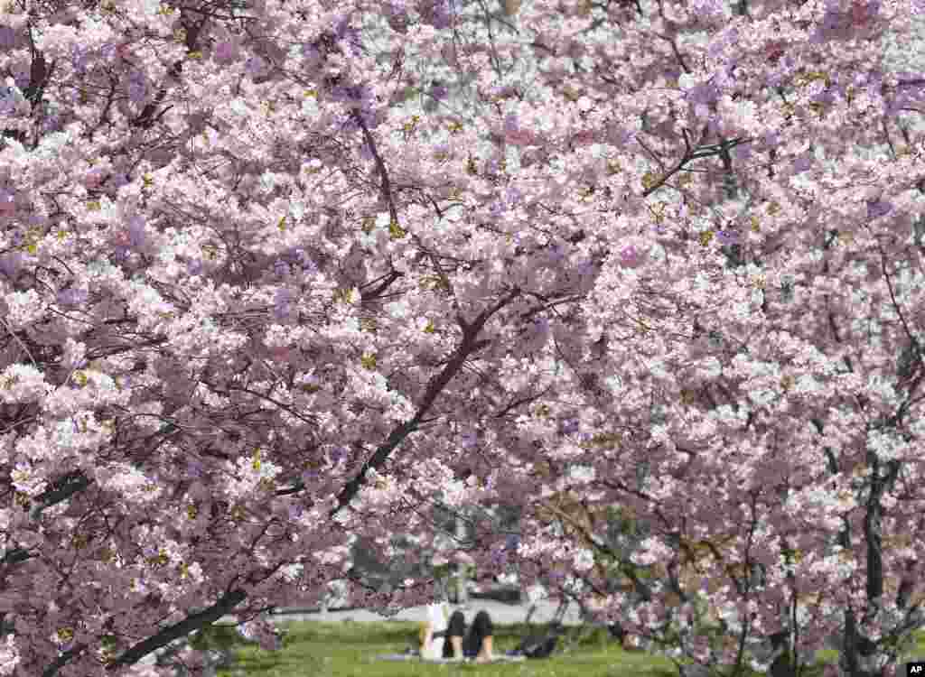 A woman relaxes under blooming almond trees in Erfurt, central Germany.