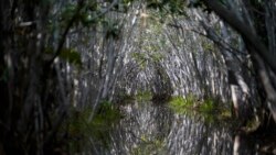 Mangroves form an arch over a lagoon in the tourist area of San Crisanto, an old salt harvesting community between Progreso and Dzilam, in Mexico’s Yucatan Peninsula, Oct. 8, 2021.