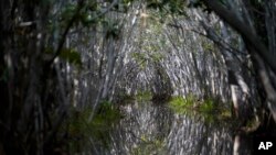 Mangroves form an arch over a lagoon in the tourist area of San Crisanto, an old salt harvesting community between Progreso and Dzilam, in Mexico’s Yucatan Peninsula, Oct. 8, 2021.