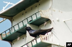 Barbara Vinson has Purple Martin nesting cavities on her Texas property, where she says 40 different types of birds can be found.