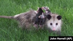 Near Indianapolis, Indiana, a mother opossum carries her babies on her back as she goes back to her den after a night out in a neighborhood, May 2000. (AP Photo/John Harrell)