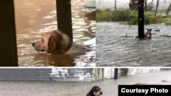 流离失所的狗狗