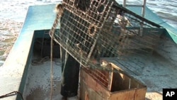Fishermen open crab traps off coast of Louisiana threatened by the huge oil slick