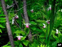 Rare wild orchids bloom in the Eshqua Bog in Hartland, Vermont, June 22, 2017.