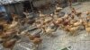 About 350 birds died from the H5N1 virus, also known as avian influenza, in their home village in mid-January, officials said. 