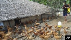 About 350 birds died from the H5N1 virus, also known as avian influenza, in their home village in mid-January, officials said. 