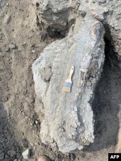 This undated handout picture provided by Giant Screen Films shows tibia of a juvenile T. rex discovered by three boys in Marmarth, North Dakota. (Photo by Handout / Giant Screen Films / AFP)