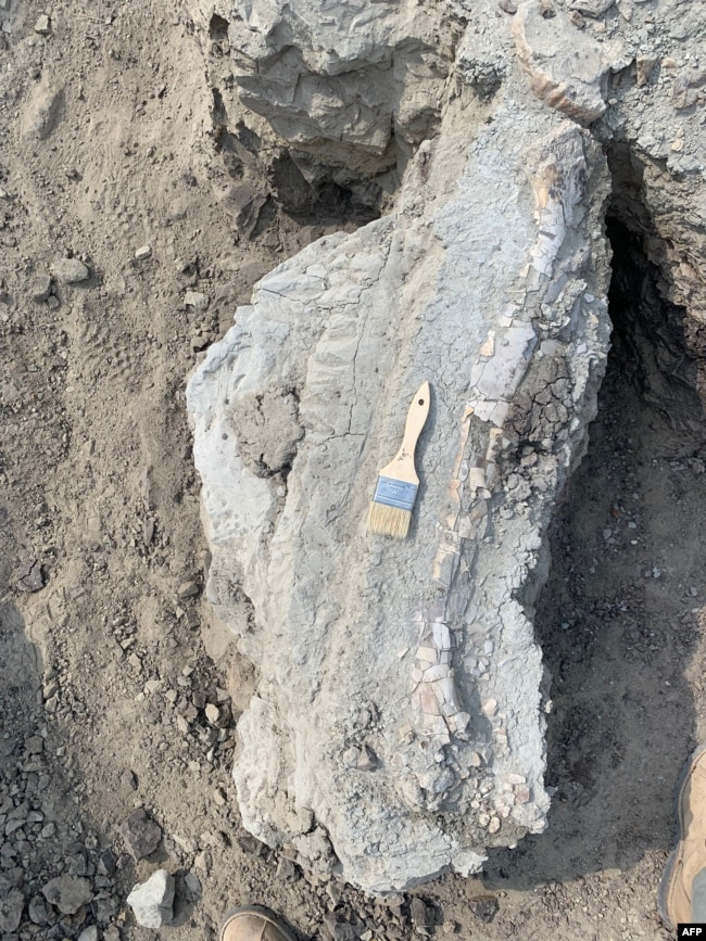 This undated handout picture provided by Giant Screen Films shows tibia of a juvenile T. rex discovered by three boys in Marmarth, North Dakota. (Photo by Handout / Giant Screen Films / AFP)