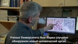 Новый человеческий орган