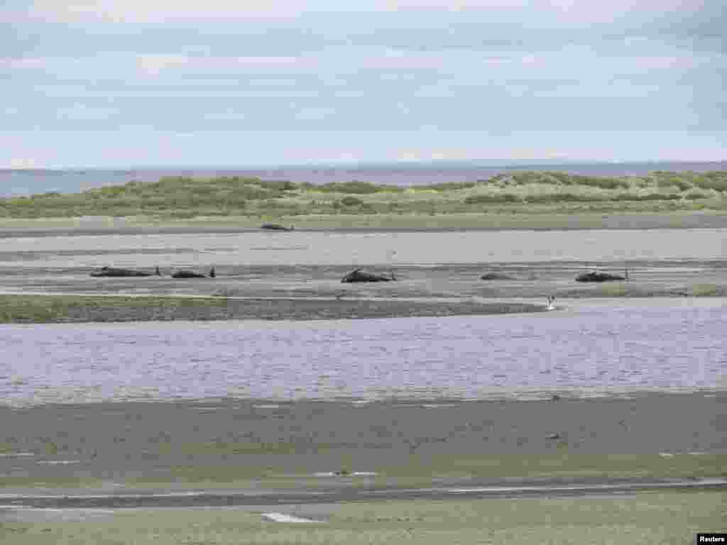 Carcasses of beached whales at Caleta Susana beach, near Punta Arenas, about 3,415 km south of Santiago, Chile, Feb. 25, 2013. Around 46 whales were found beached at the area of which 20 were returned to the ocean with the help of local fisherman, according ot local media.