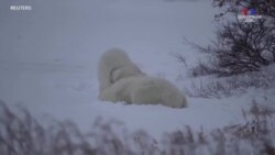 Բևեռային արջեր կարելի է գտնել ամբողջ Կանադայում