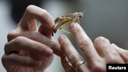 FILE - A locust is held by an Israeli researcher at the Department of Zoology at Tel Aviv University's Faculty of Life Sciences, Dec. 22, 2015. 