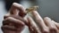 FILE - A locust is held by an Israeli researcher at the Department of Zoology at Tel Aviv University's Faculty of Life Sciences, Dec. 22, 2015. 