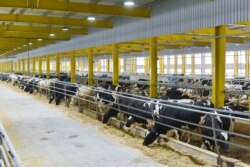 Baladna Dairy began operations within a month after Qatar’s neighbors cut off ties and imposed a trade blockade. More than 18,000 cows were transported from the U.S. to the gulf state by airplane and ship. (Courtesy: Aladdin Idilbi)