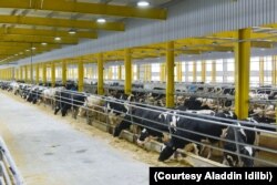Baladna Dairy began operations within a month after Qatar’s neighbors cut off ties and imposed a trade blockade. More than 18,000 cows were transported from the U.S. to the gulf state by airplane and ship. (Courtesy: Aladdin Idilbi)