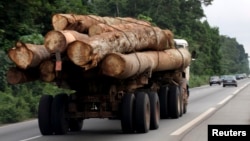 A truck carrying logs in a forest area