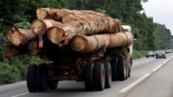 Les pays d'Afrique centrale veulent établir la traçabilité du bois exporté vers la Chine