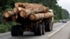 Colère des sociétés forestières contre l'interdiction d'exporter les grumes en RDC