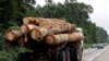 Une ONG demande à la France d'agir contre l'exploitation illégale de bois en RDC