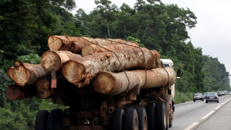Forêts: les pays africains doivent cesser 