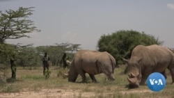 Kenyan Vets Turn to IVF to Save White Rhino From Extinction 