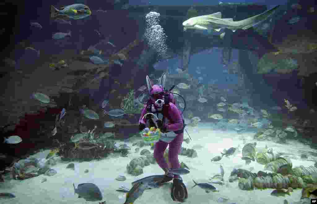 A diver dressed as the Easter Bunny swims among sharks, rays and other species of fish in the Shipwreck habitat at the South East Asia Aquarium of Resorts World Sentosa, a popular tourist attraction in Singapore. The performance is part of the Easter celebrations.