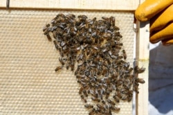 Arhiva - Pčele na saću izvađenom iz košnice (REUTERS/Rodrigo Garrido)
