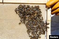 Bees are seen at an apiary, in Casablanca, Chile October 4, 2019. Picture taken October 4, 2019. REUTERS/Rodrigo Garrido