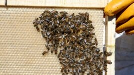 Bees are seen at an apiary, in Casablanca, Chile October 4, 2019. Picture taken October 4, 2019. REUTERS/Rodrigo Garrido