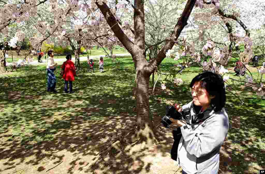 [워싱턴 D.C. 벚꽃 축제] 워싱턴의 봄