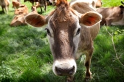 In this photo, a Jersey cow feeds in a field on the Francis Thicke organic dairy farm in Fairfield, Iowa, May 8, 2018. (AP File Photo)