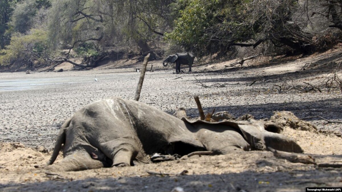 Severely Dry Weather Is Killing Zimbabwe’s Wildlife - VOA Learning English