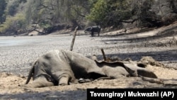 In this Oct, 27, 2019, photo, the carcass of an Elephant lies on the edges of a sun baked pool that used to be a perennial water supply in Mana Pools National Park, Zimbabwe.