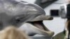 ڈولفن مچھلیاں ایک دوسرے کو نام سے پکارتی ہیں: تحقیق