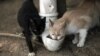 On Brazil’s Island of Cats, Virus Led to Starvation